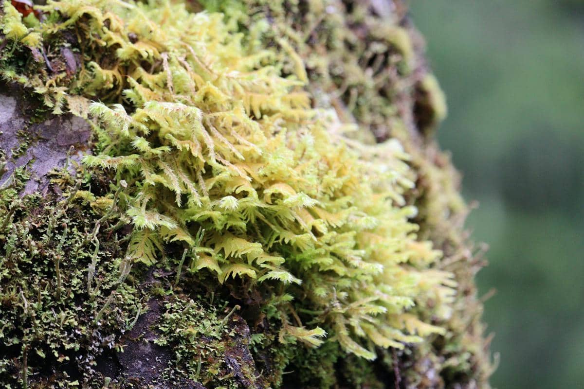 3 Temperate Rainforest Epik Dunia, Seperti Film Fiksi