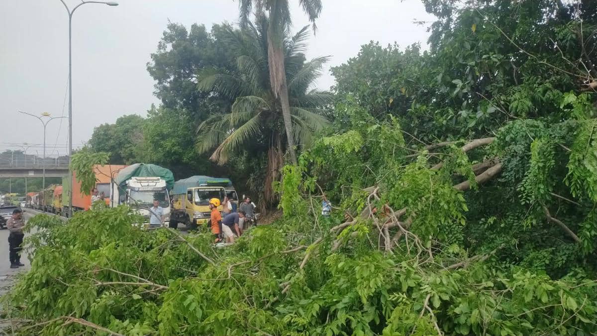 Pohon Patah Timpa Warga di Bypass Bandar Lampung, Dua Terluka