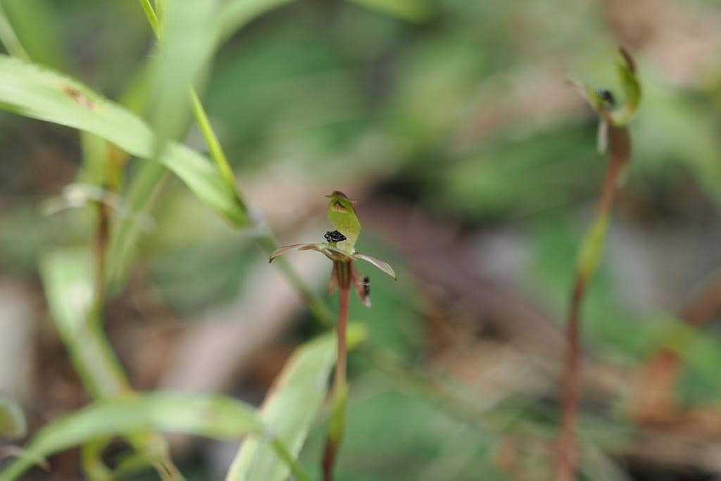 Anggrek Chiloglottis trapeziformis