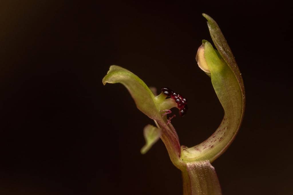 Anggrek Chiloglottis trapeziformis