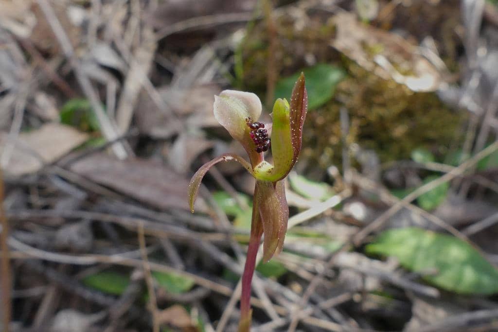 Anggrek Chiloglottis trapeziformis