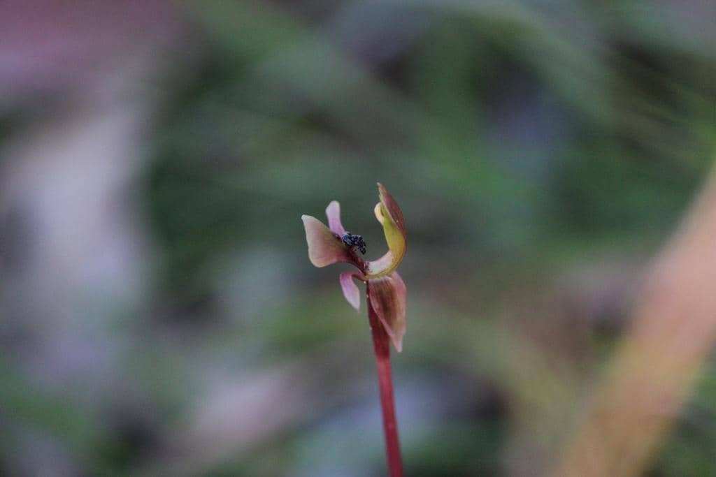 5 Fakta Dainty Bird Orchid, Anggrek Mungil Unik dari Australia