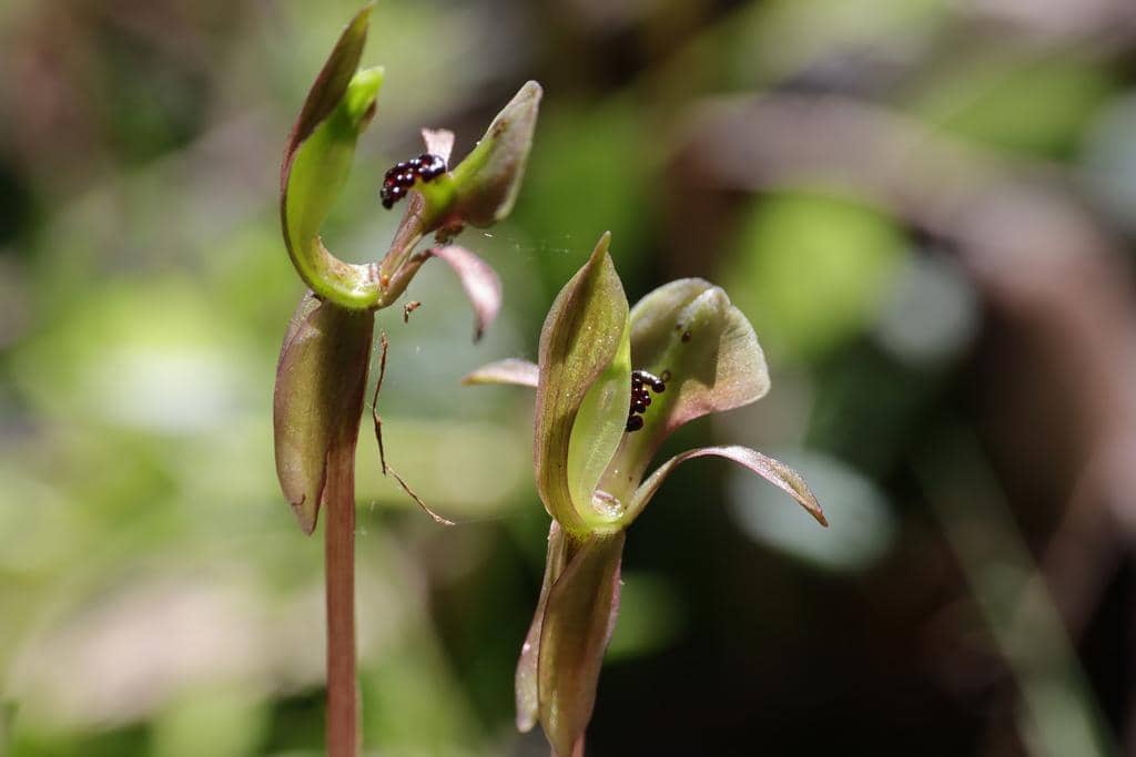 Anggrek Chiloglottis trapeziformis