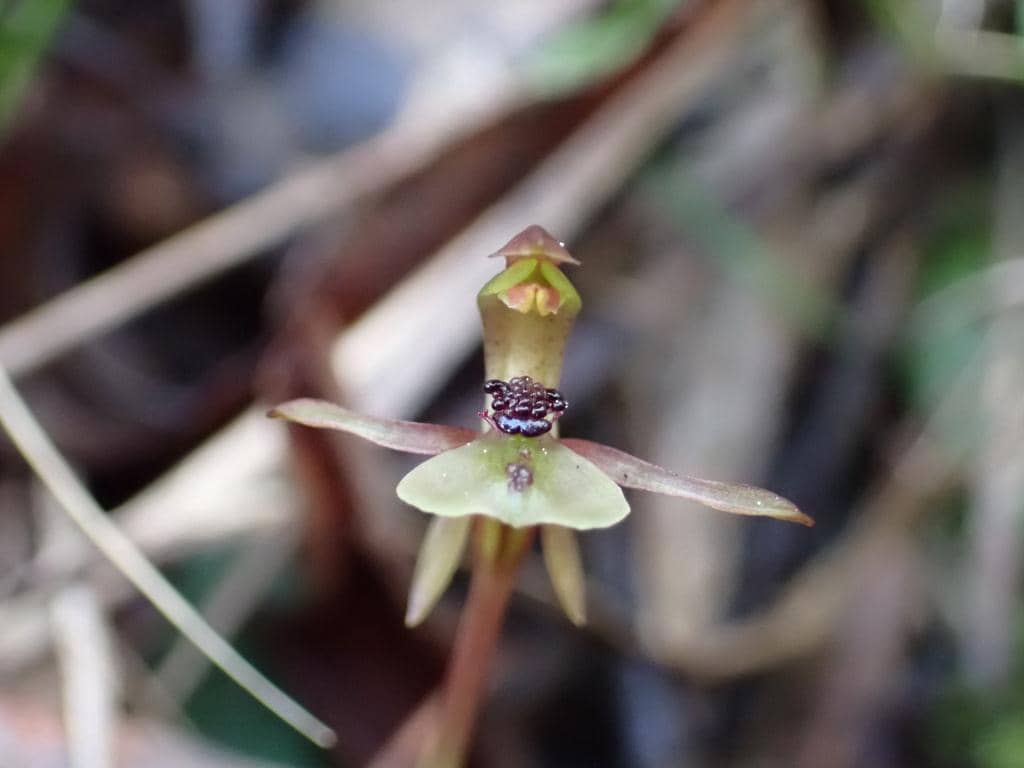 Anggrek Chiloglottis trapeziformis