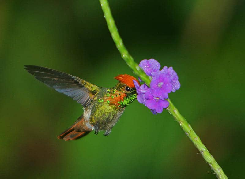 5 Fakta Tufted Coquette, Burung Kolibri Berjambul Indah