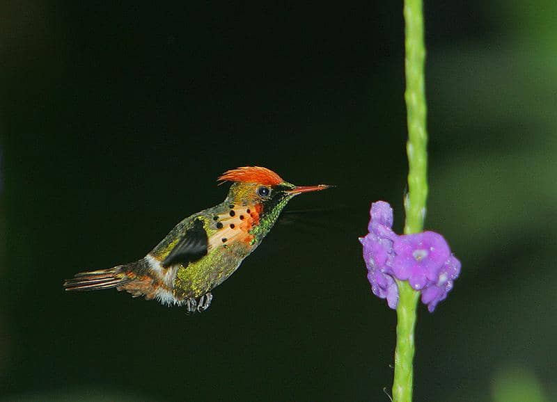 Tufted Coquette (Lophornis ornatus) jantan.