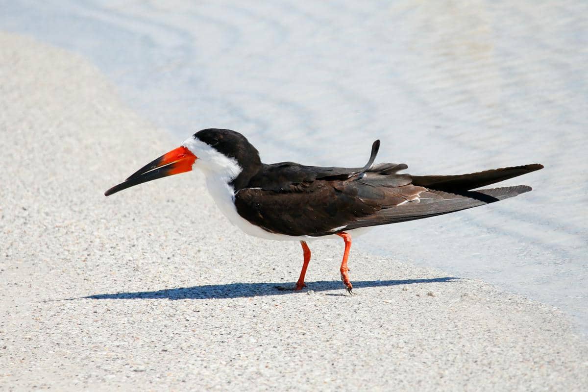 Black Skimmer