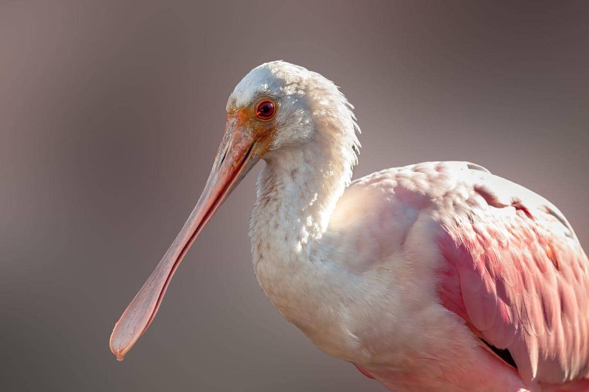 Roseate Spoonbill