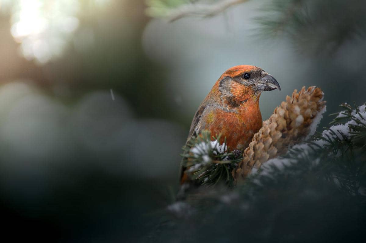 Red Crossbill