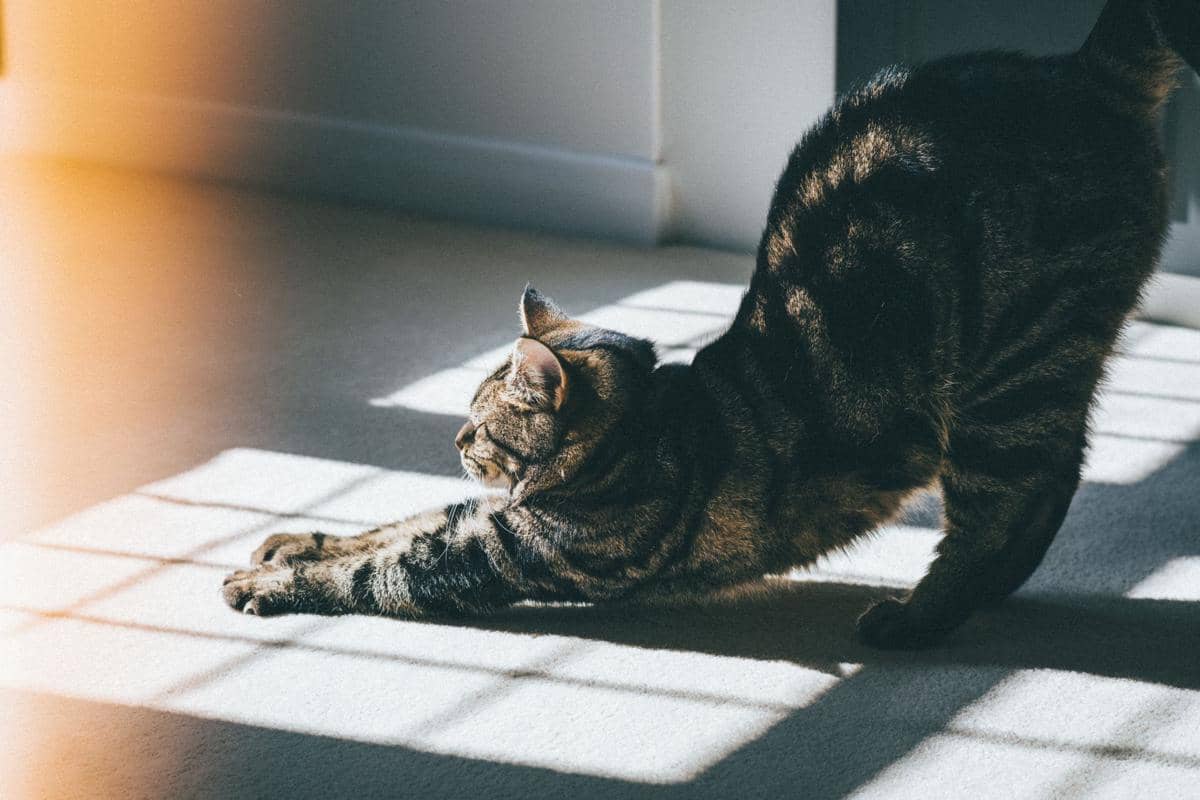 Seekor kucing mengangkat pantatnya saat berdiri sebagai ilustrasi perilaku kucing dalam foto dari Pexels.