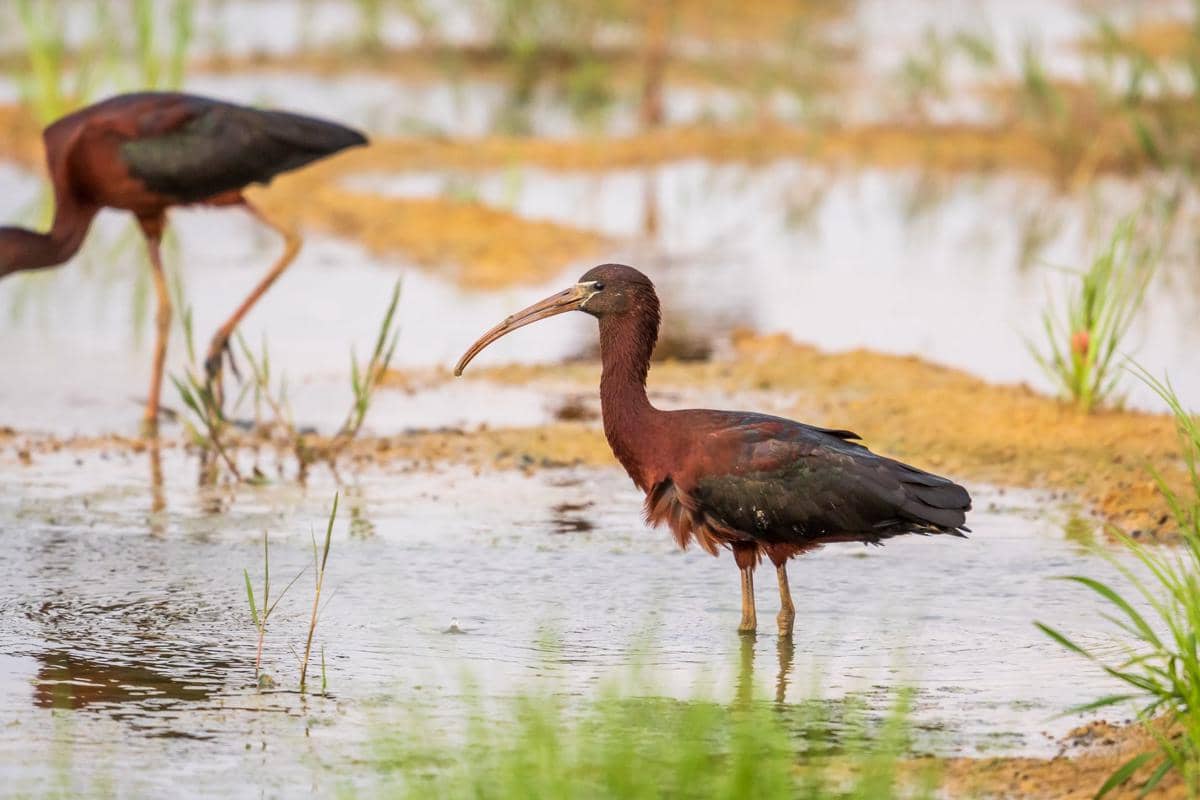 Glossy Ibis