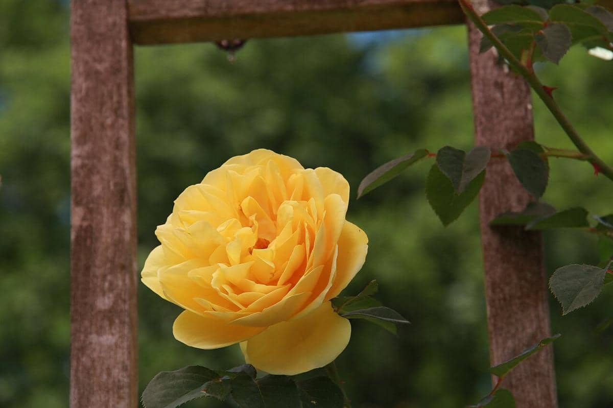 ilustrasi rose yellow graham thomas