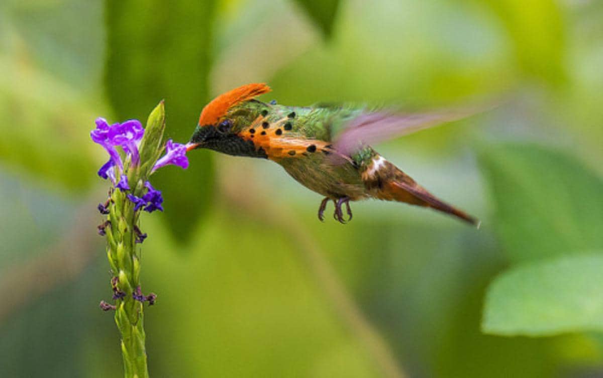 Tufted Coquette (Lophornis ornatus) jantan.
