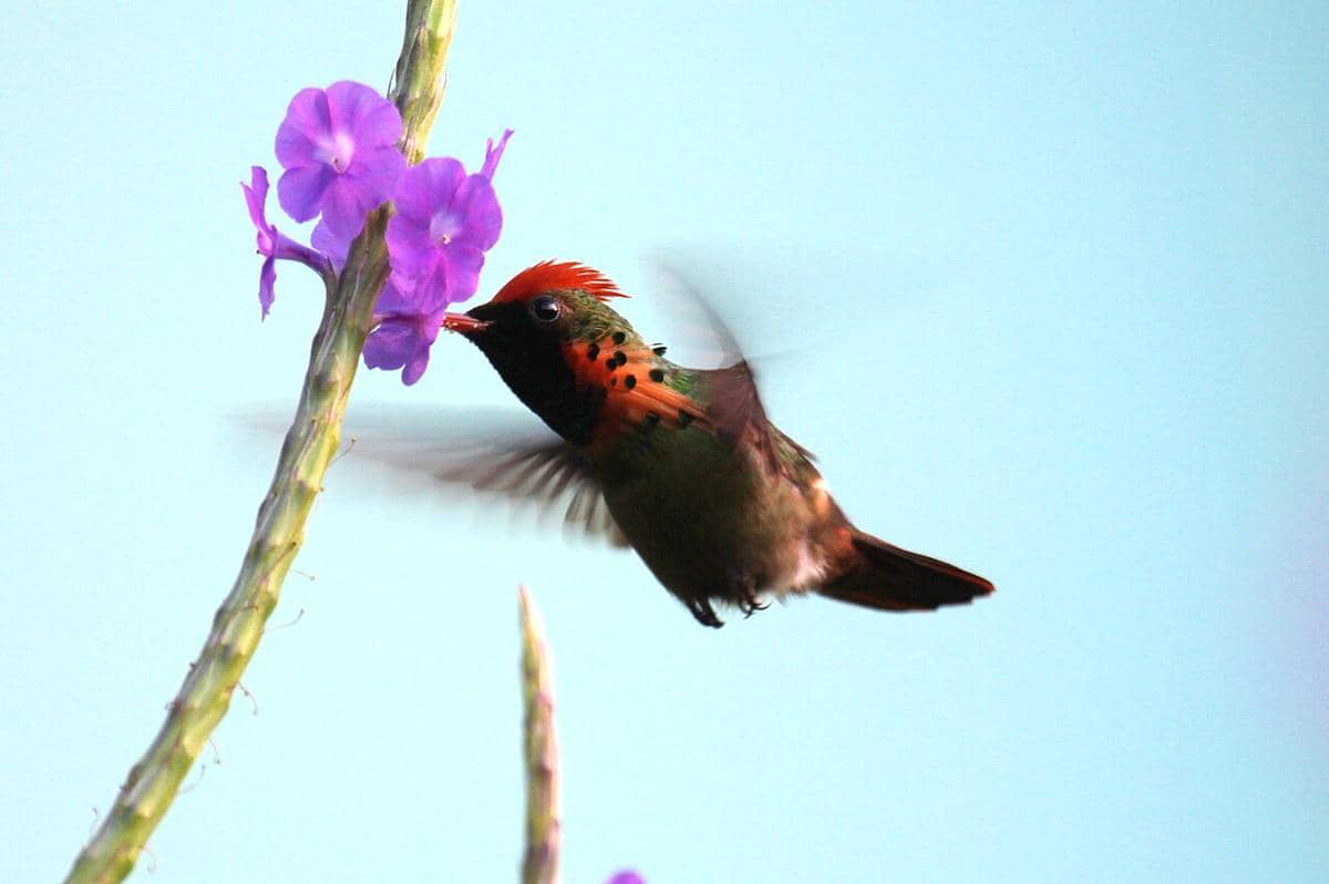Tufted Coquette (Lophornis ornatus) jantan.