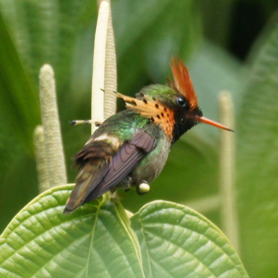 Tufted Coquette (Lophornis ornatus) jantan.