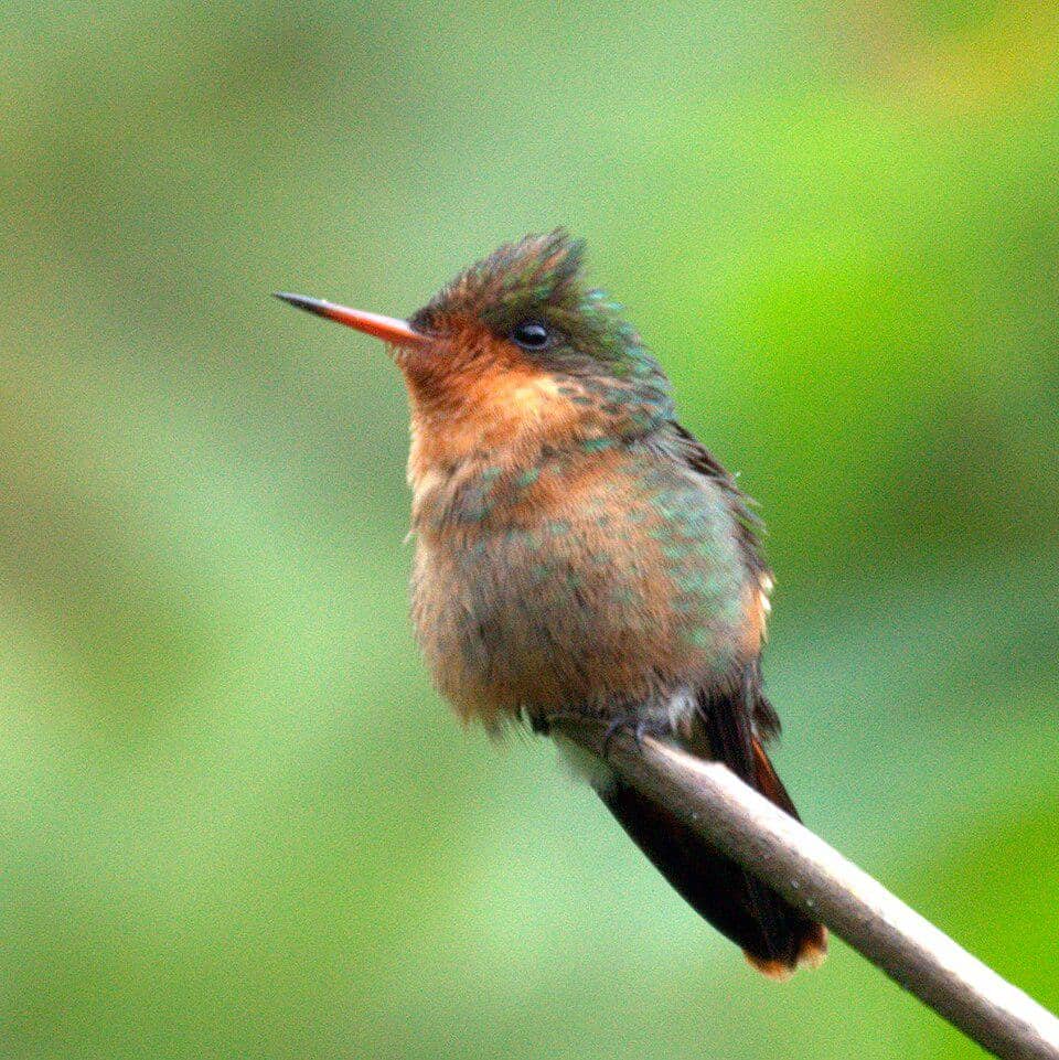 Tufted Coquette (Lophornis ornatus) jantan muda.