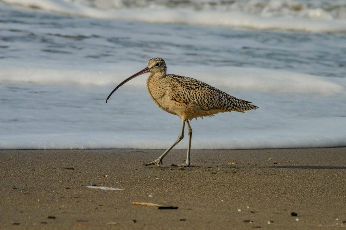 Long billed Curlew