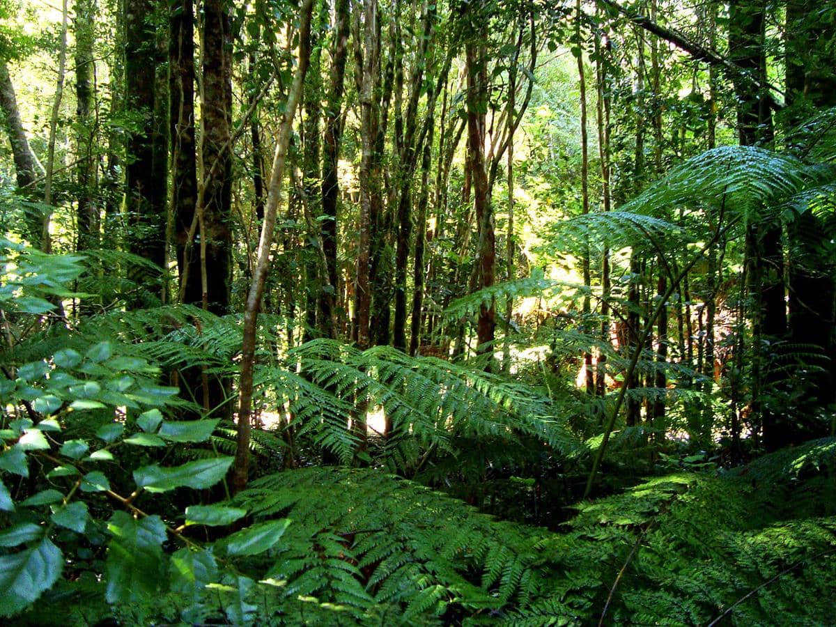 potret Selva Valdiviana, Chile