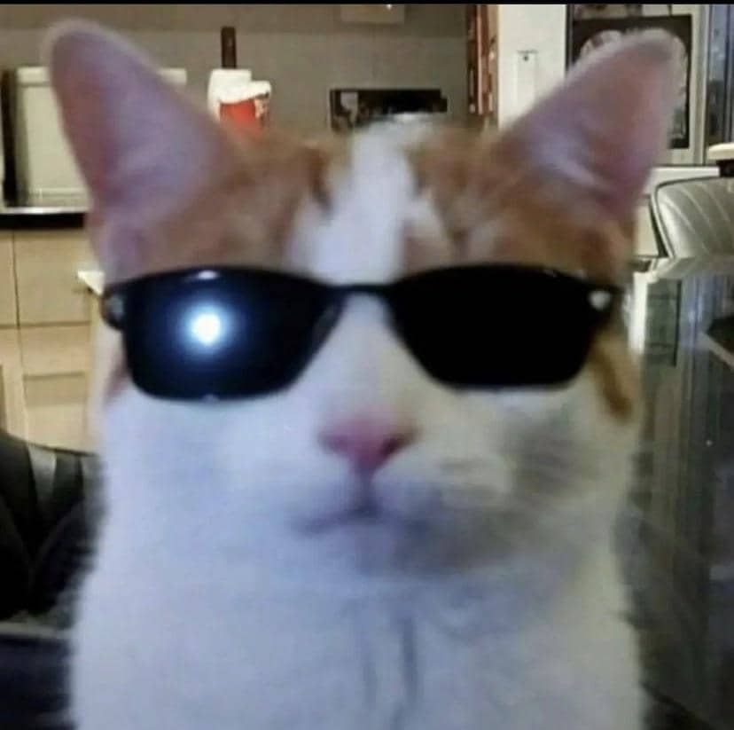 meme kucing tampil keren