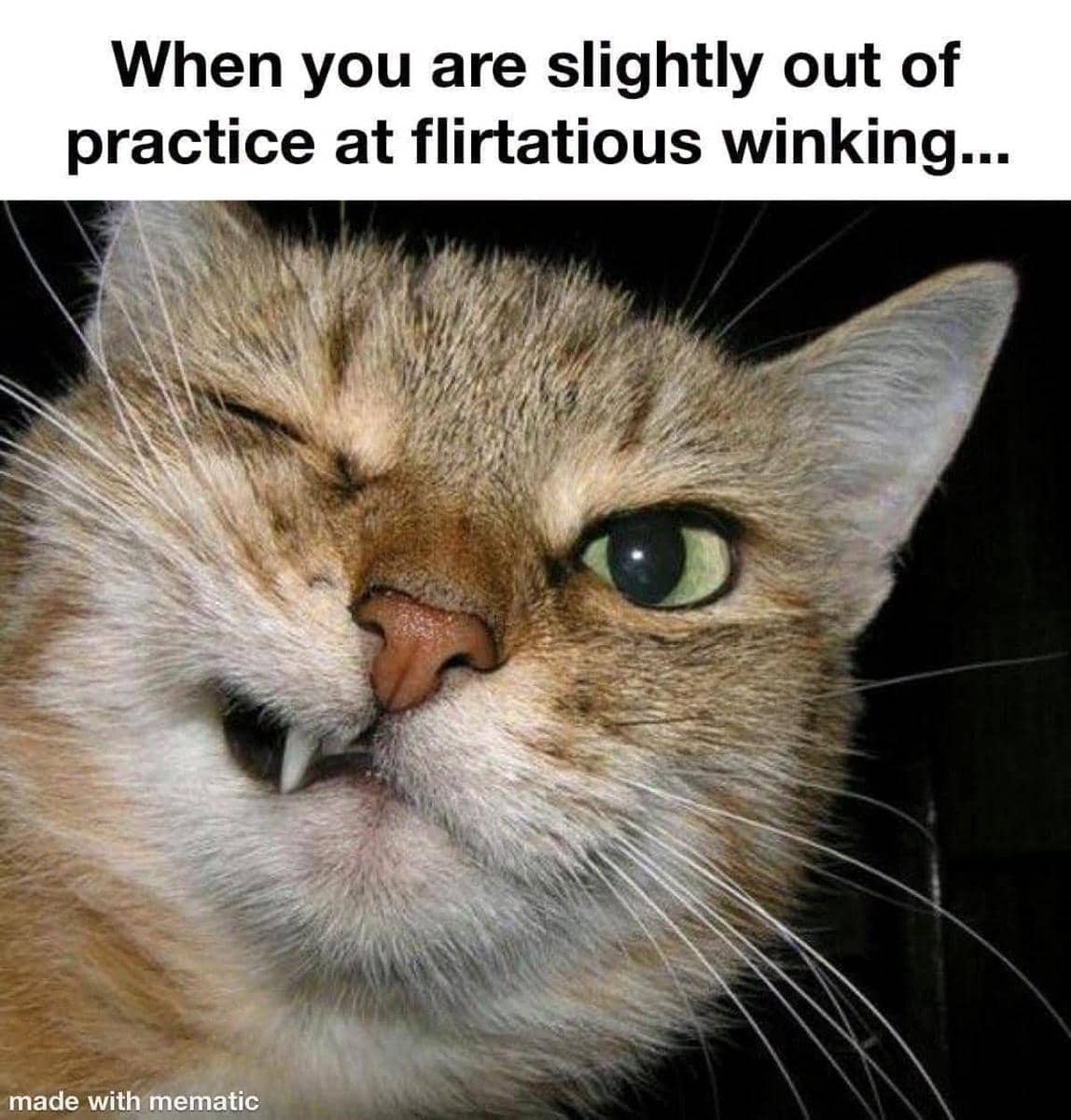 meme kucing berkedip