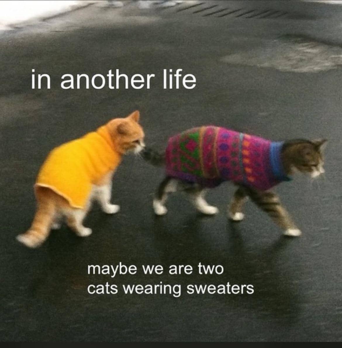 meme kucing hoodie dan sweater