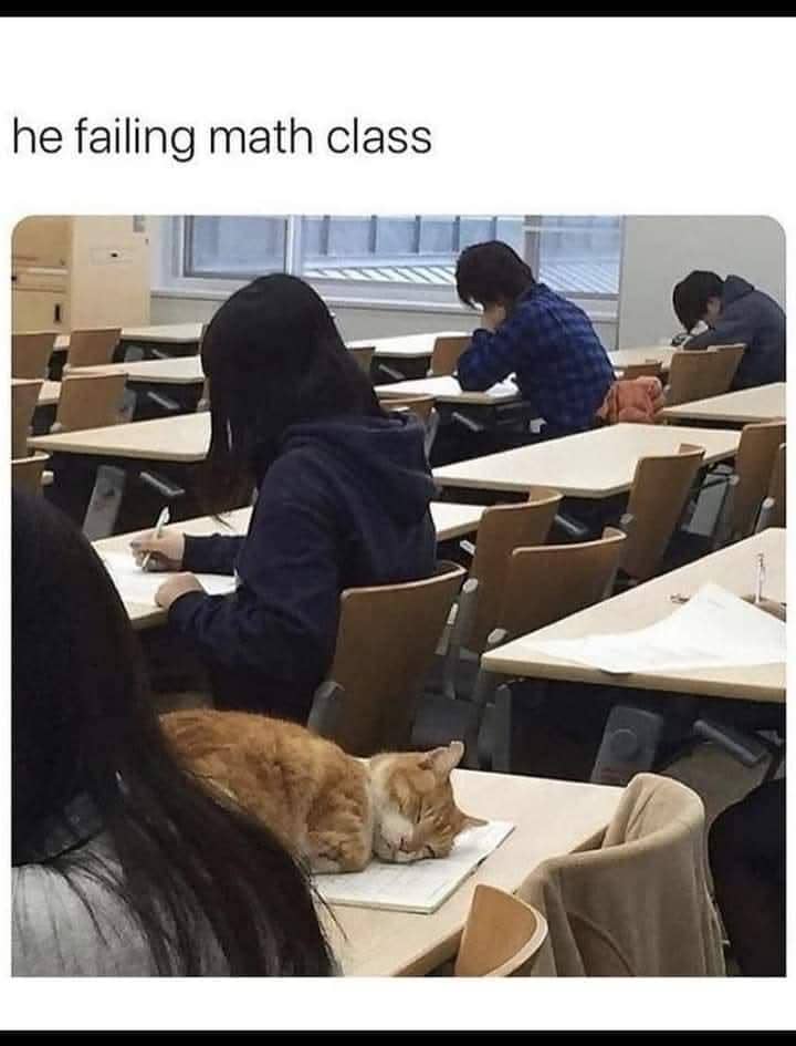 meme kucing dan kelas