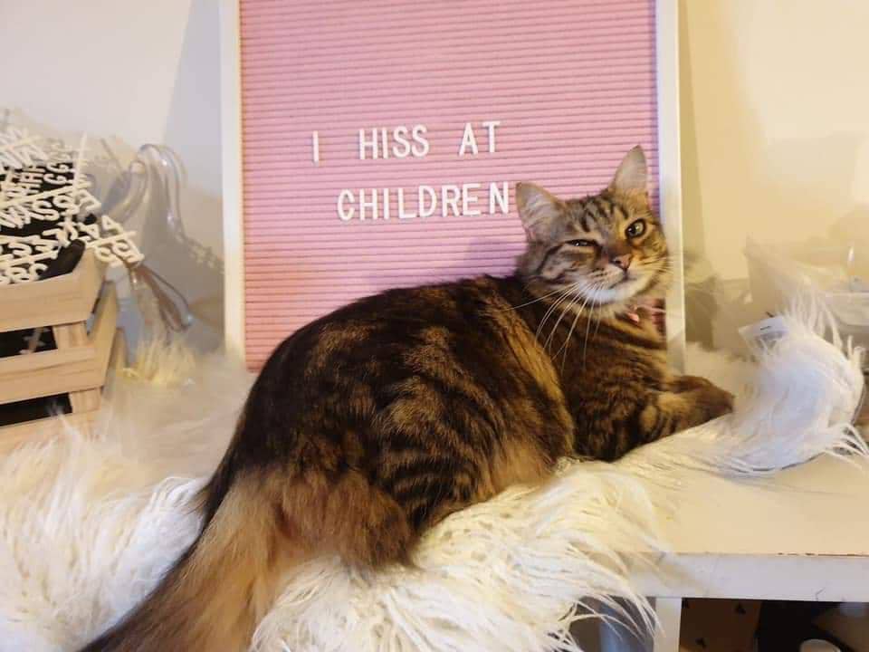 8 Meme Kucing Berkedip, Mereka Tampak Lucu dan Gemesin!