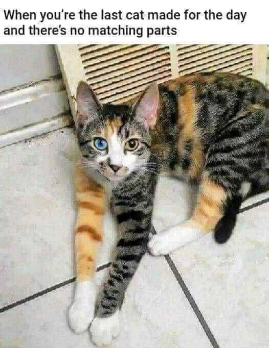 meme kucing tampil keren