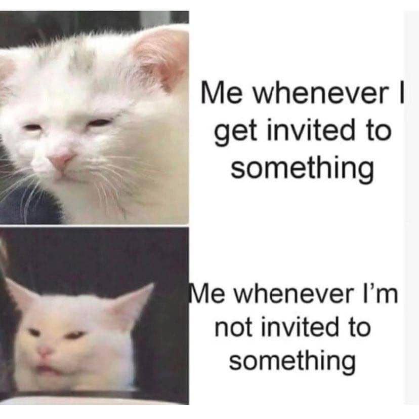 meme kucing tentang ajakan