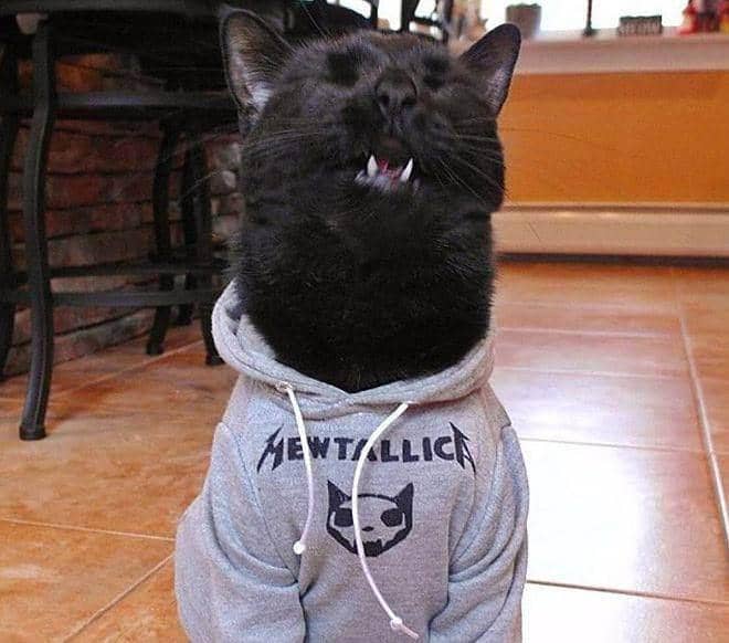 meme kucing hoodie dan sweater