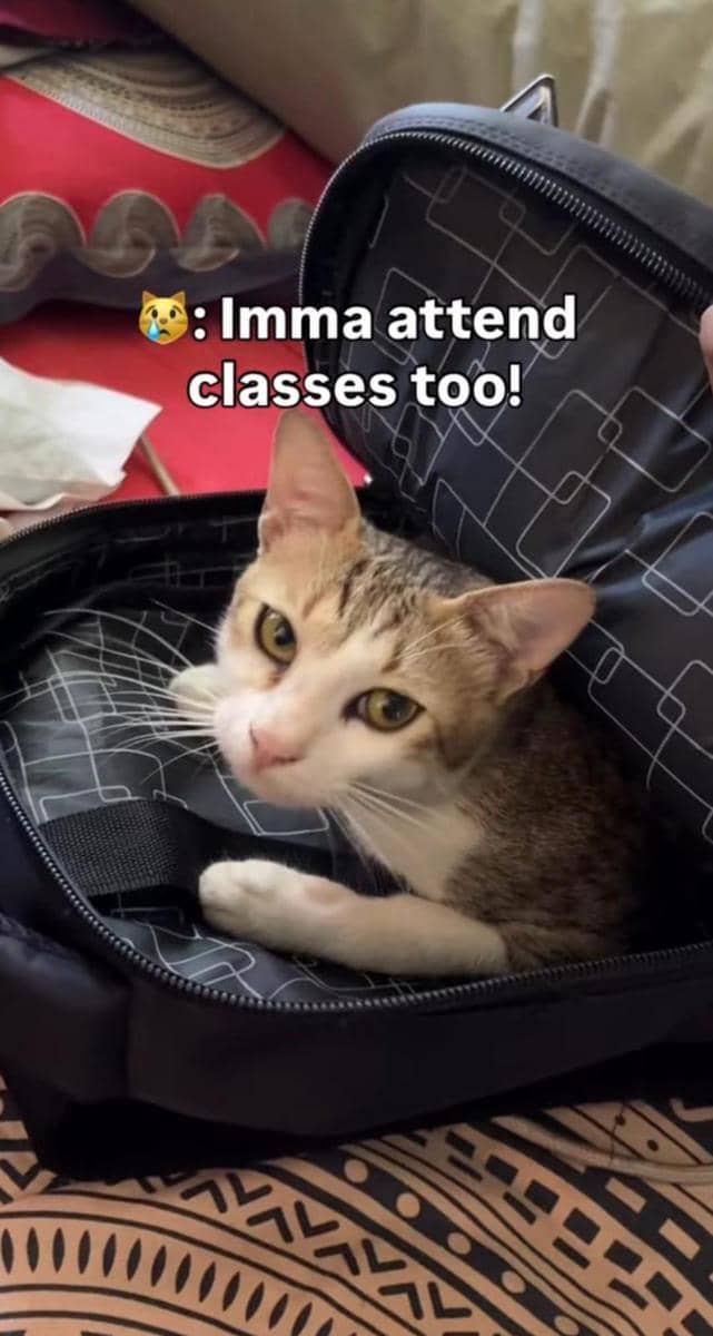meme kucing dan kelas