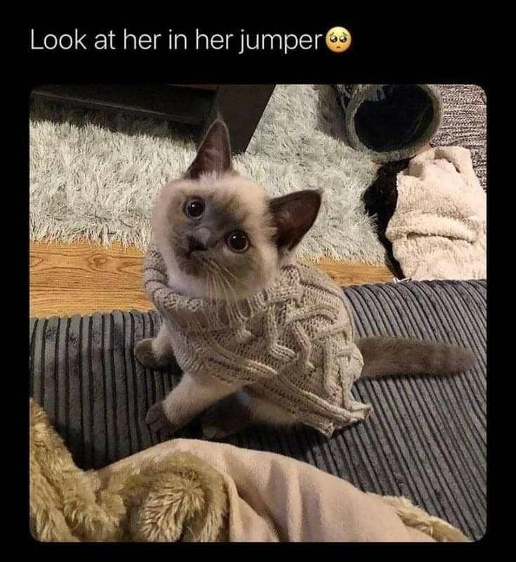 meme kucing hoodie dan sweater