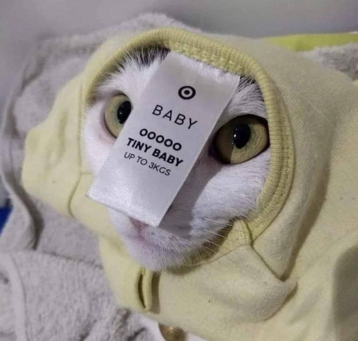 meme kucing hoodie dan sweater