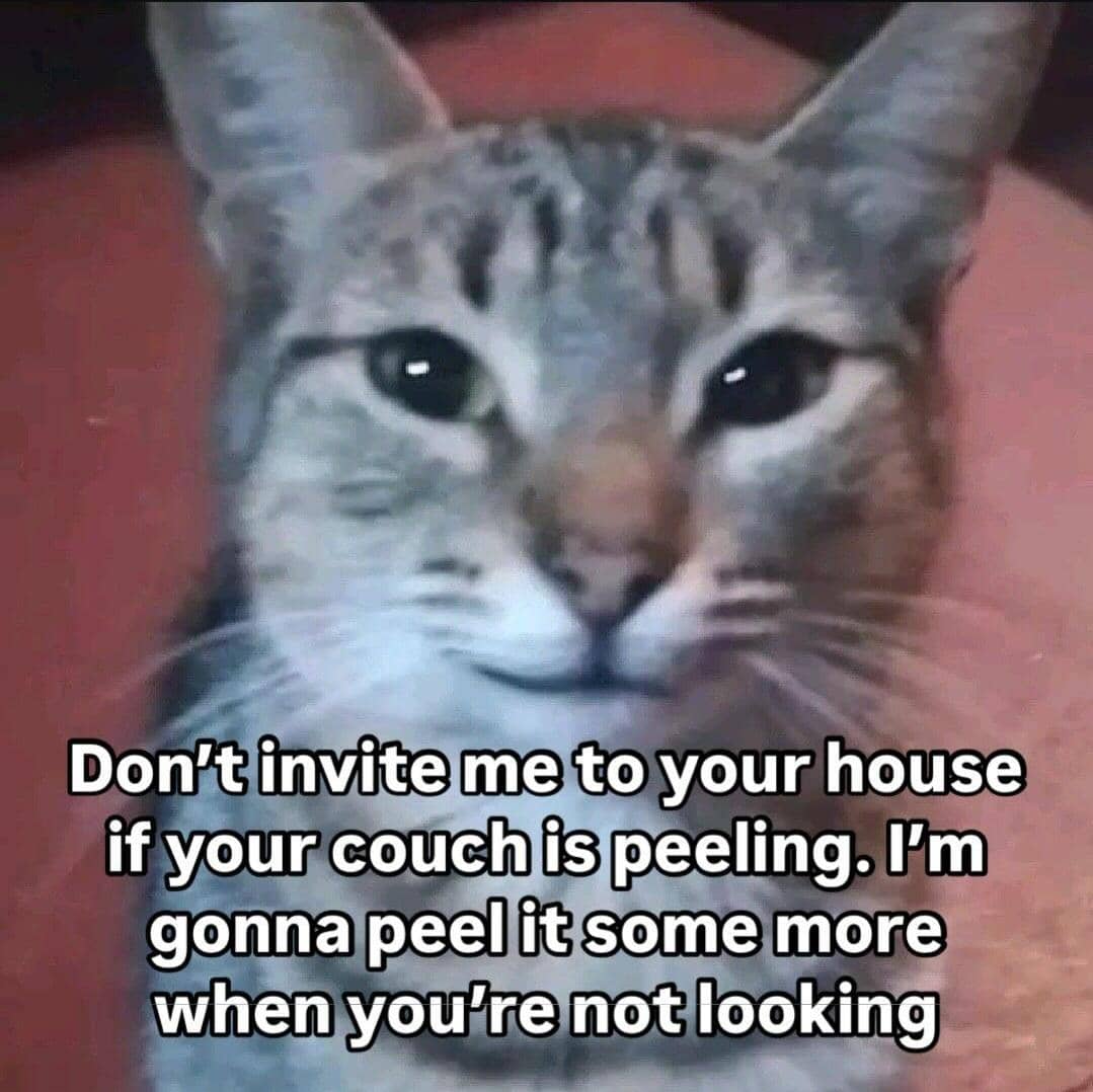 meme kucing tentang ajakan