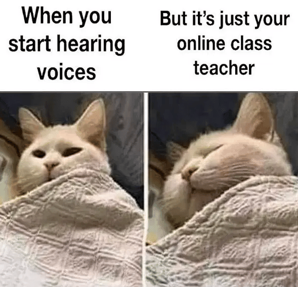 meme kucing dan kelas