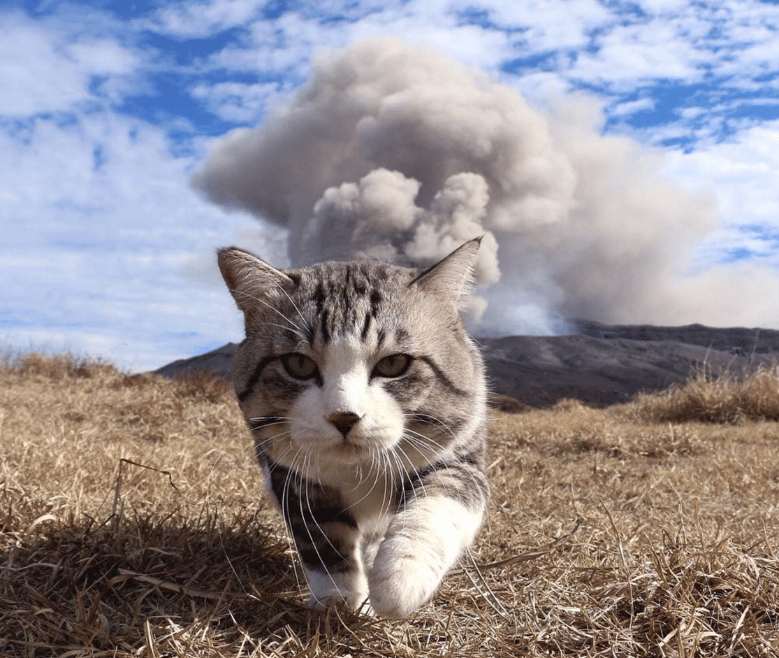 meme kucing tampil keren