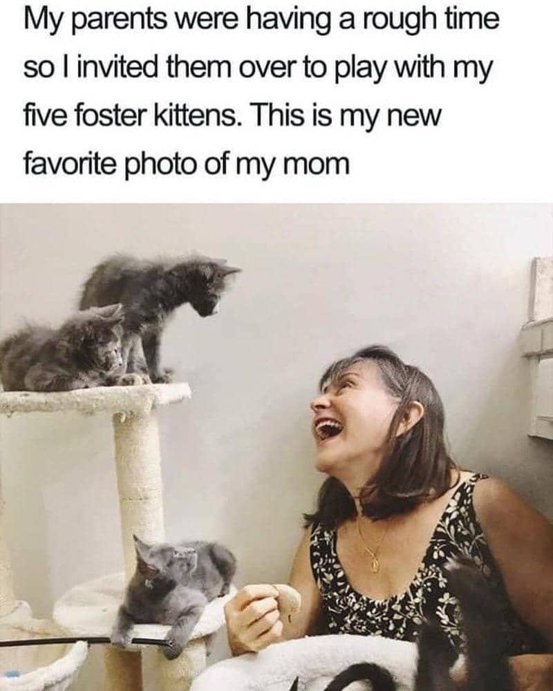 meme kucing tentang ajakan