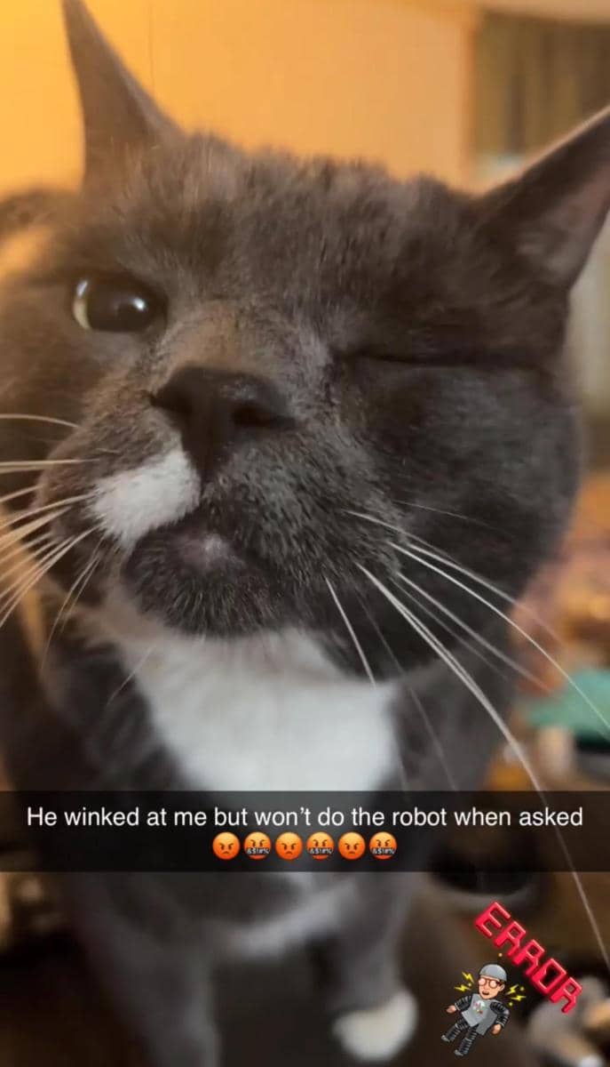 meme kucing berkedip
