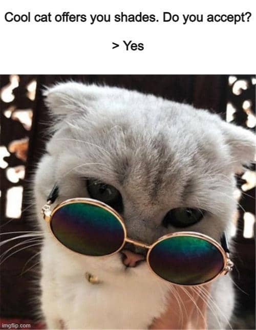 meme kucing tampil keren