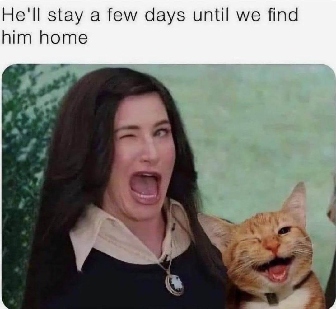 meme kucing berkedip
