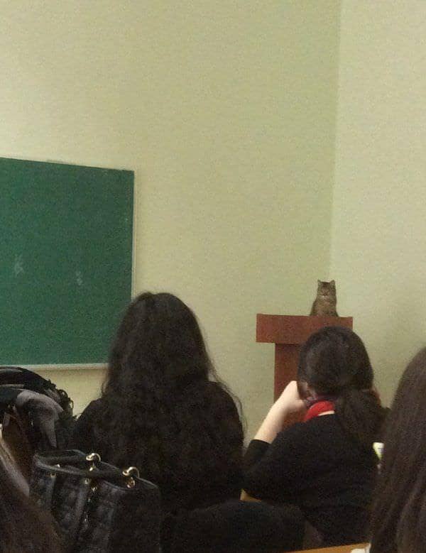 meme kucing dan kelas