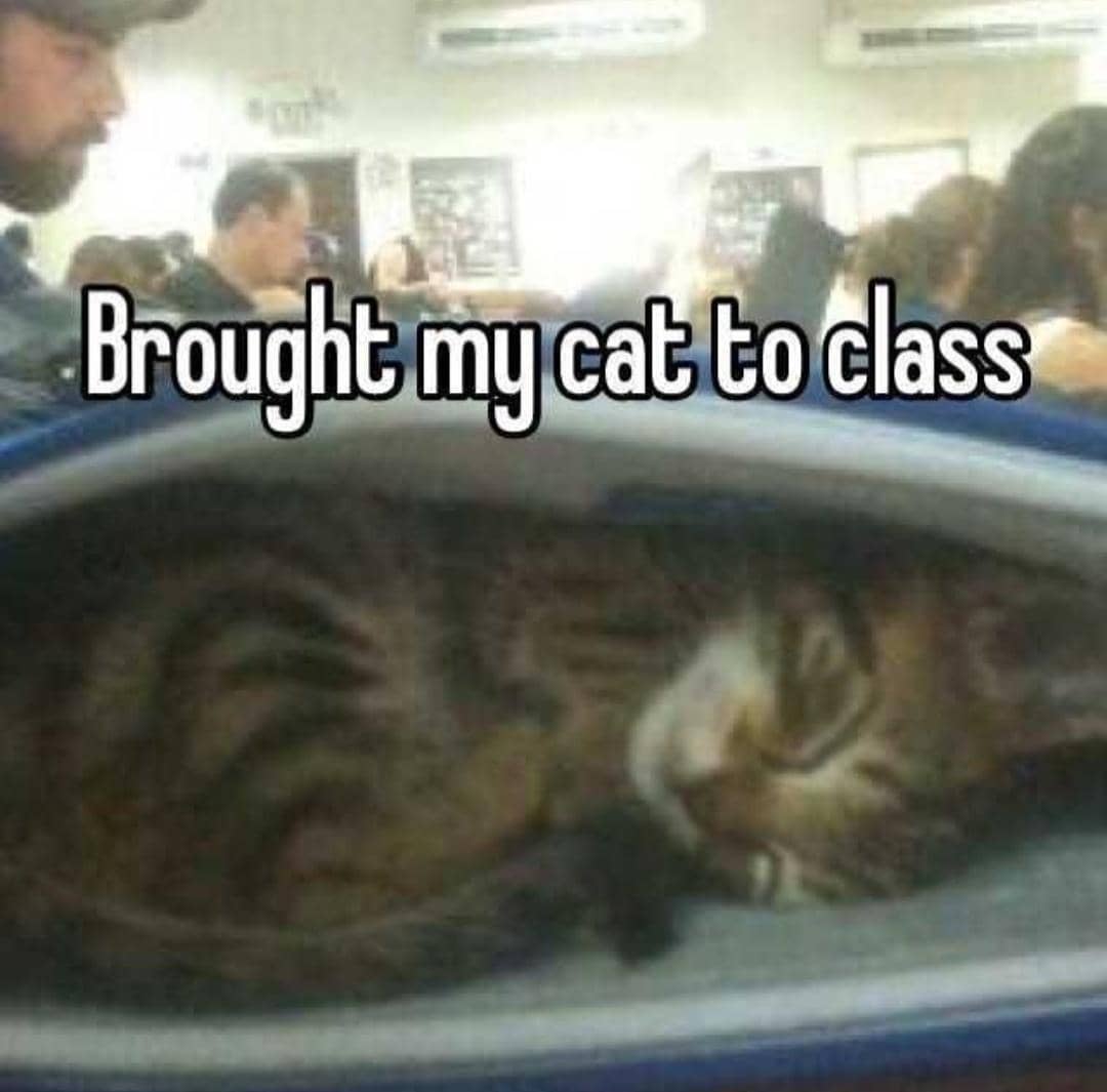 meme kucing dan kelas