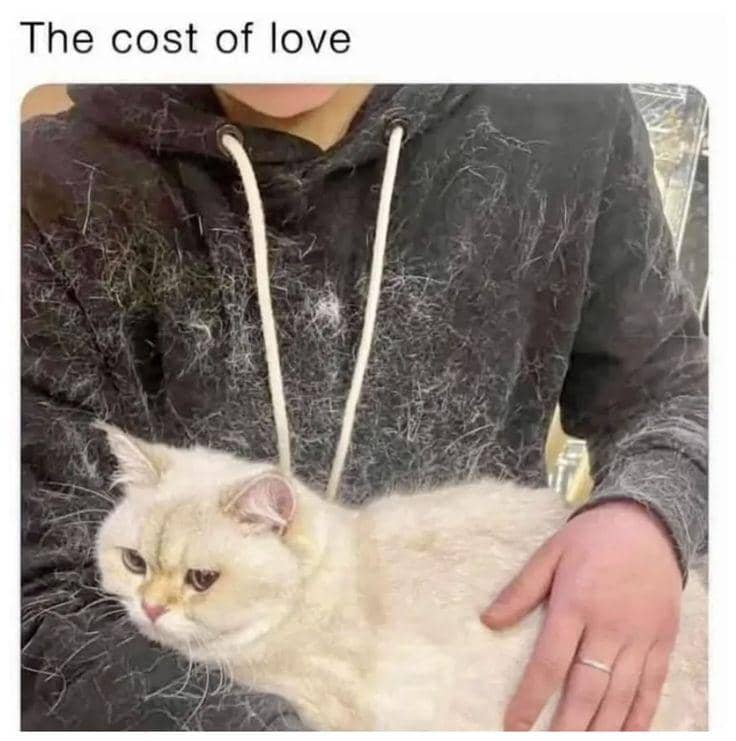 meme kucing hoodie dan sweater