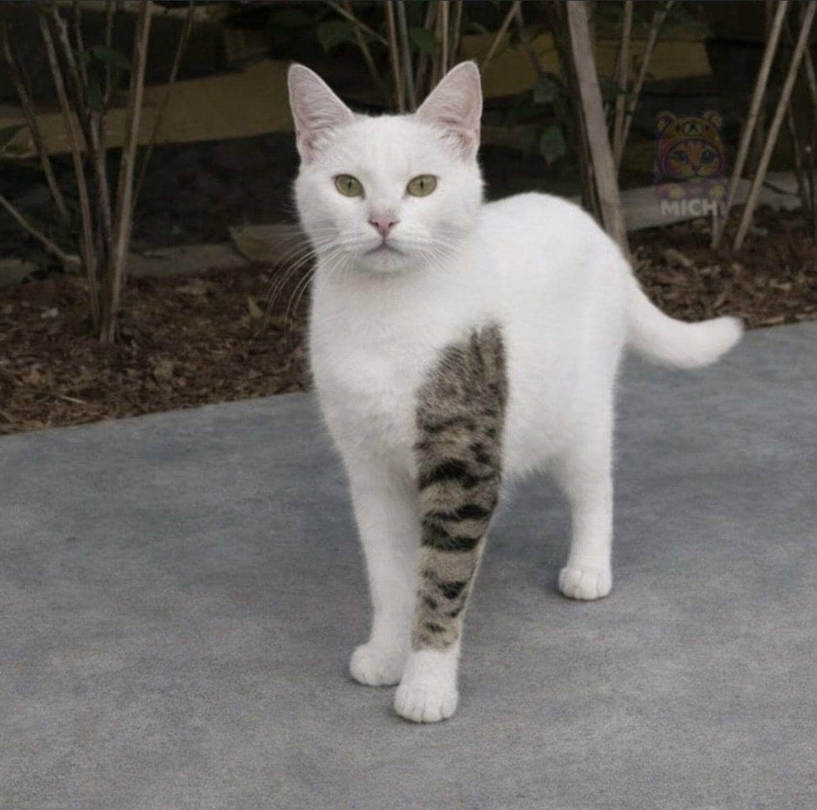 meme kucing tampil keren