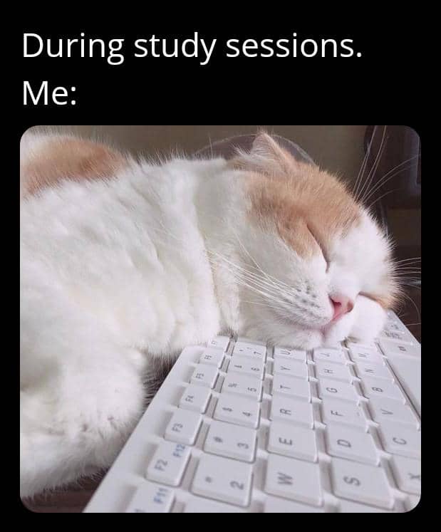 meme kucing dan kelas