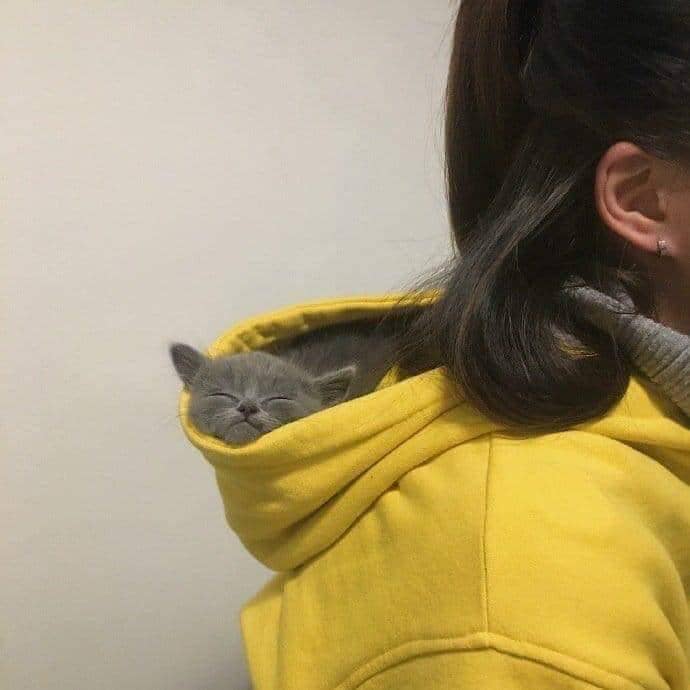 meme kucing hoodie dan sweater