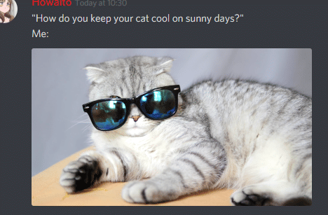 meme kucing tampil keren