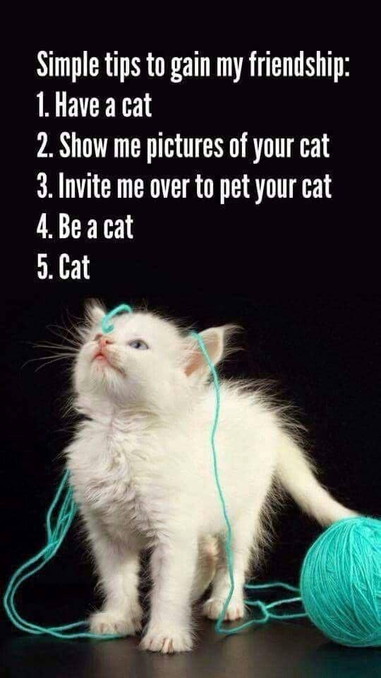 meme kucing tentang ajakan