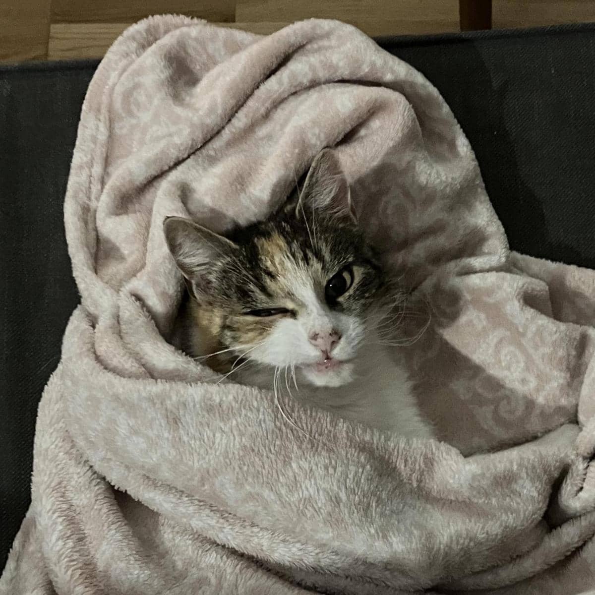 meme kucing berkedip