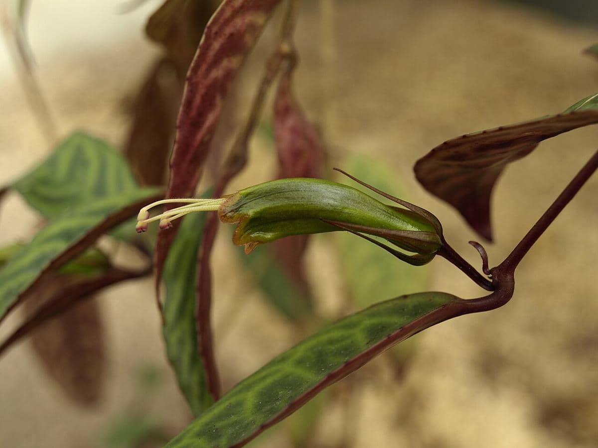 ilustrasi aeschynanthus black pagoda